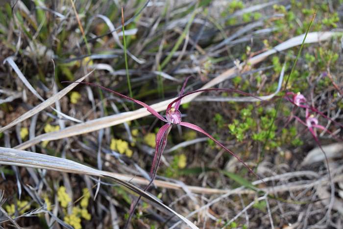 Caladenia erythronema Red spider orchid-0004.JPG